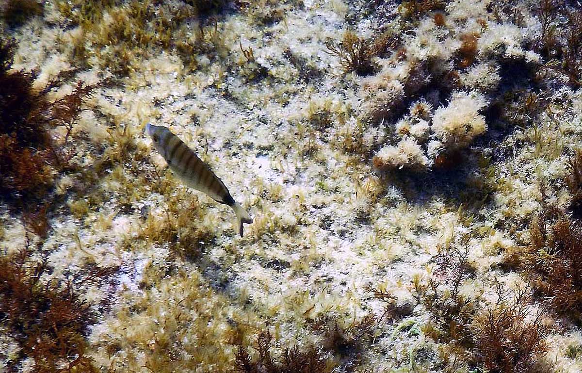 Diplodus puntazzo dalla Corsica